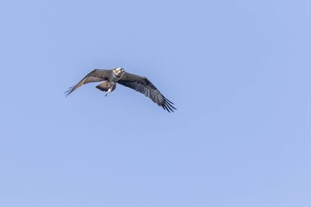 An Osprey in flight over Forellenhof Trauntal
