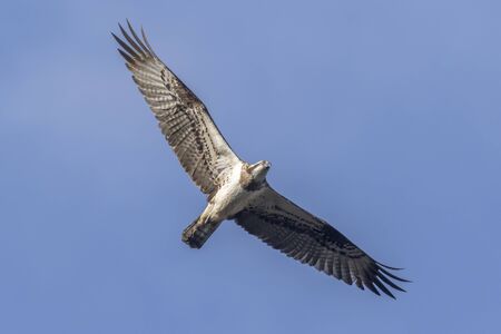An Osprey in flight over Forellenhof Trauntal