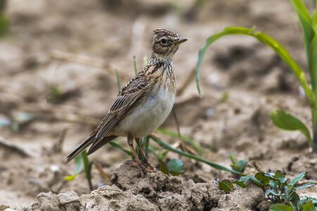 A common skylark is searching for fodder on a field