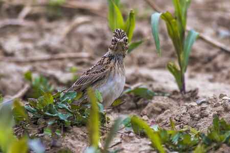 A common skylark is searching for fodder on a fieldの写真素材