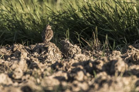 A common skylark is searching for fodder on a fieldの写真素材