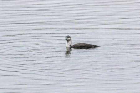 A red-throated loon on the Bostalsee in germany