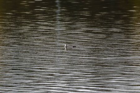 A red-throated loon on the Bostalsee in germanyの写真素材
