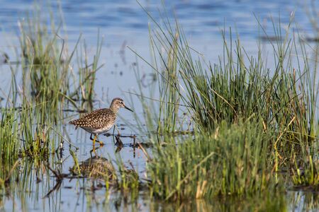 A wood sandpiper is searching for fodder