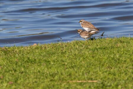Little ringed plovers by copulationの写真素材