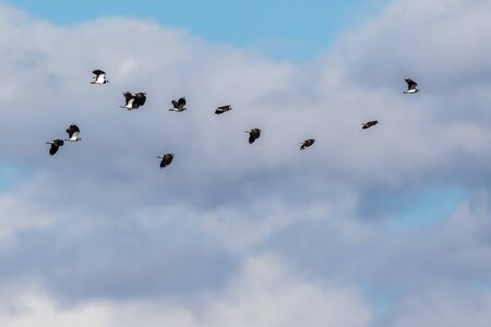A lapwing in Beeder Bruch near Homburg