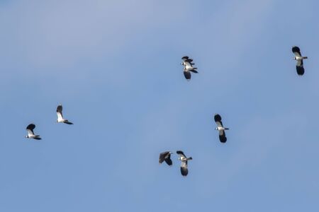 A lapwing in Beeder Bruch near Homburg