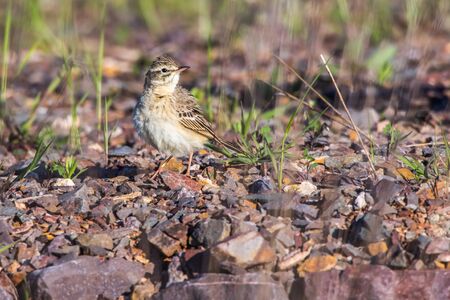 A Tawny Pipit on a brownfield is searching for fodderの写真素材