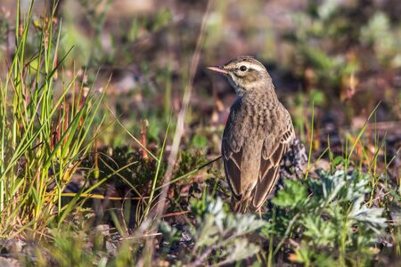 A Tawny Pipit on a brownfield is searching for fodderの写真素材