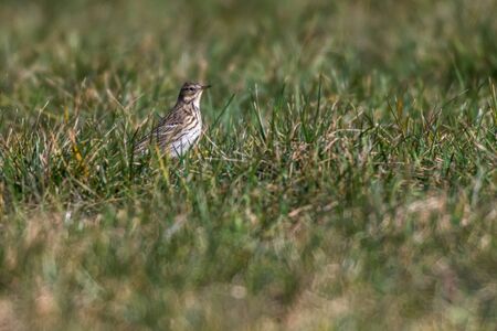 A meadow Pipit is searching for fodderの写真素材