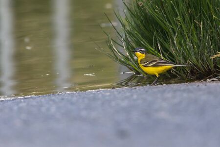 A Western Yellow Wagtail is searching for fodderの写真素材