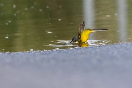 A Western Yellow Wagtail is searching for fodder