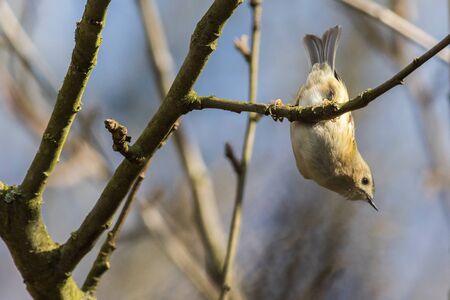 A Goldcrest is sitting on a branchの写真素材