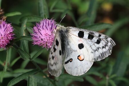 A Red Apollo is sitting on a flowerの写真素材