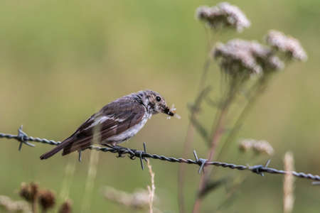 An European Pied Flycatcher is searching for fodder