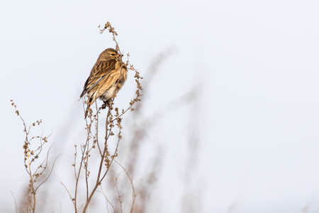 A common linnet is searching for fodderの写真素材