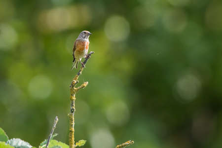 A common linnet is searching for fodder
