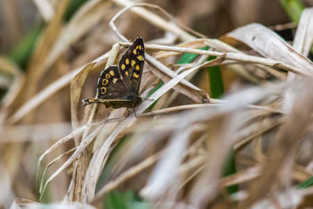 A speckled wood butterfly is sitting on a leafの写真素材