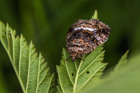 A Marbled white spot is sitting on a leaf