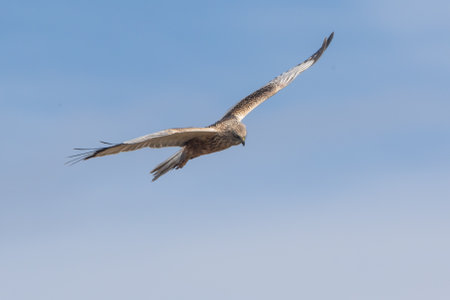 A flying Marsh Harrier in the landscape conservation area "Der SpieÃ" in RheindÃ¼rkheimの写真素材