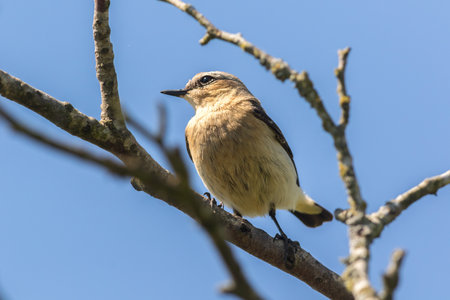 A wheatear is sitting on a branch