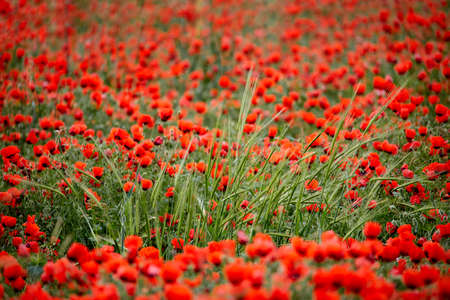 Poppies bloom on the field. Close-up of poppies. The flowers of the field red. Spring flowers in the...