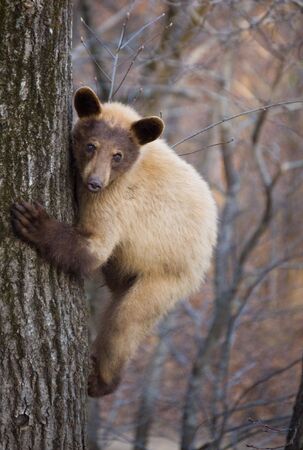 Bear Climbing Treeの写真素材