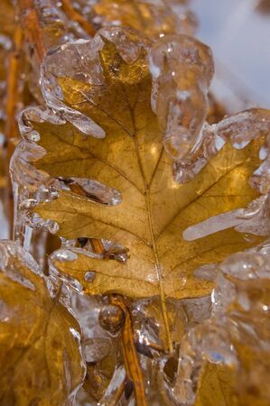 Iced Oak Leafの写真素材