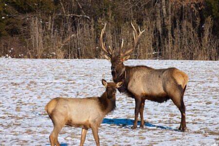 An Elk Couple Watching For Dangerの写真素材