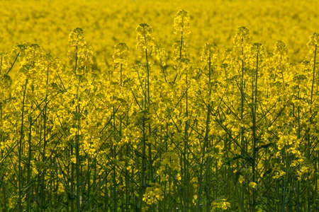 Yellow field of colza in bloom close up, on sunset lightの写真素材