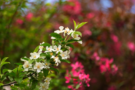 A blooming branch of apple tree in springの写真素材