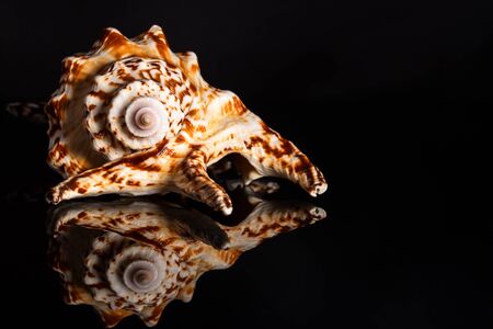 Sea spiral snail shell on black backgroundの写真素材