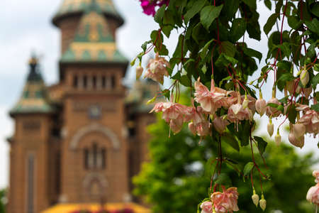 Pink spring flowers with metropolitan cathedral in Timisoara cityの写真素材
