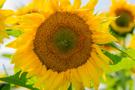 Close up details of a sun flowerの写真素材