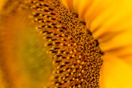 Close up sunflower details in natural lightの写真素材