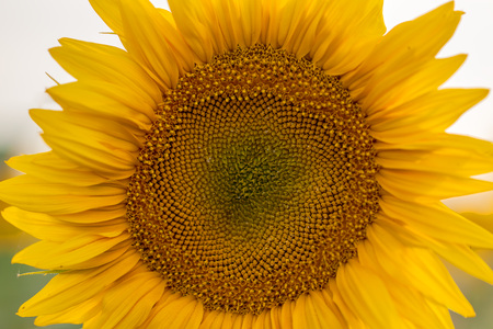 Close up sunflower details in natural lightの写真素材