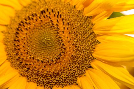 Close up sunflower details in natural lightの写真素材