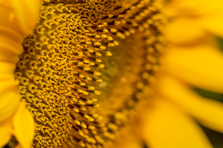 Close up sunflower details in natural lightの写真素材