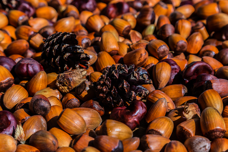 Wild tree tasty peanuts prepared for dryingの写真素材