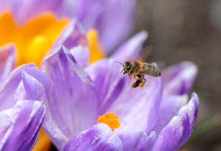 Bees