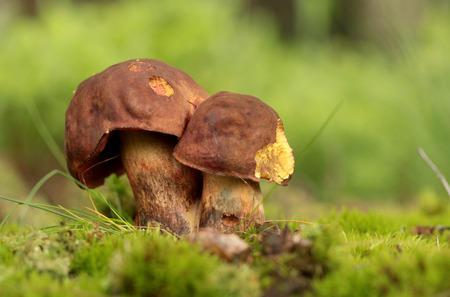 Boletus mushroomsの写真素材