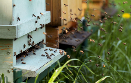 Bees on honeycomb in hive