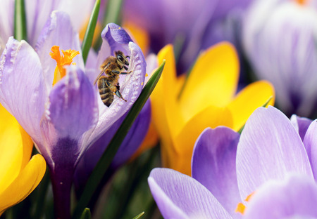 Bees at flower at workの写真素材