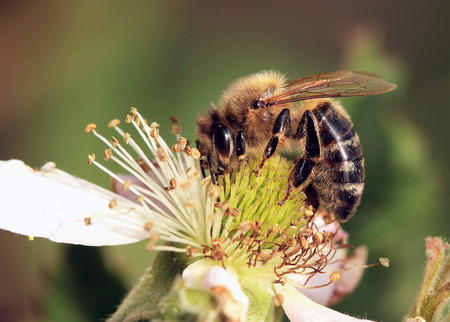 Bees at flower at workの写真素材