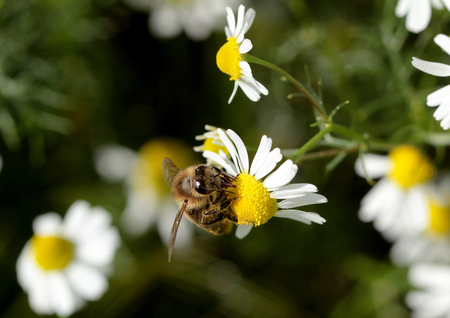 Bees at flower at workの写真素材