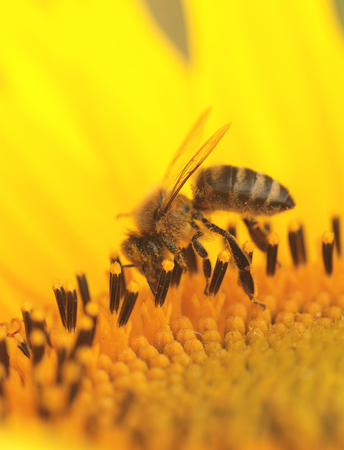 Bees at flower at work