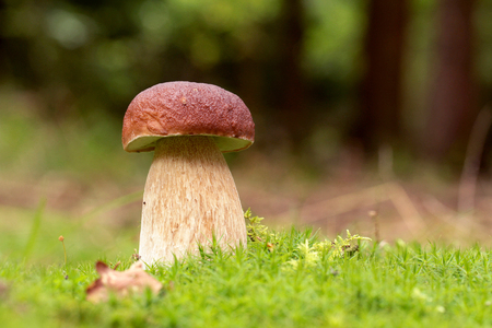 Bolete in moss in forest