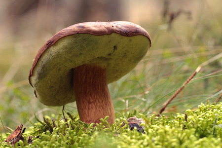 Bolete in moss in forest