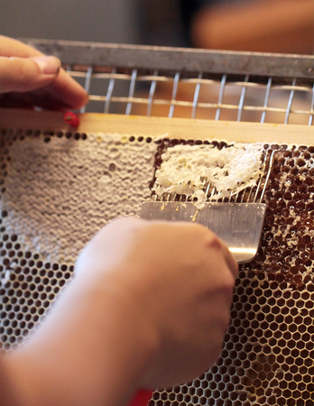 Bees on honeycomb in hiveの写真素材