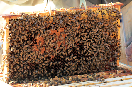 Bees on honeycomb in hive